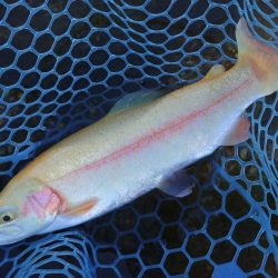 ミノーイングを楽しむ ～フィッシングパーク高島の泉～